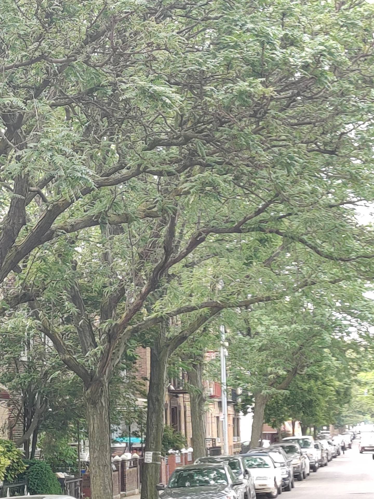 #14 photo, 599 East 2nd Street, #2, Kensington , NY 11218