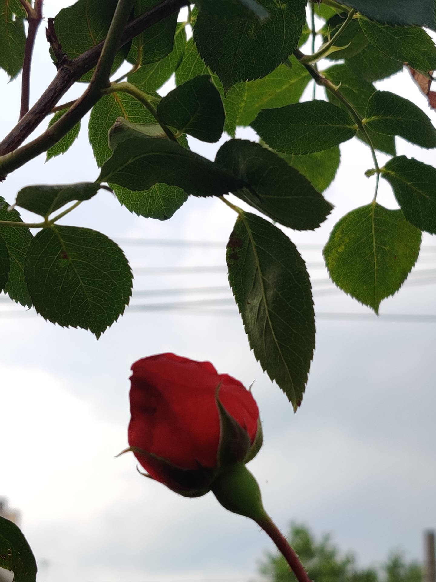 #15 photo, 599 East 2nd Street, #2, Kensington , NY 11218