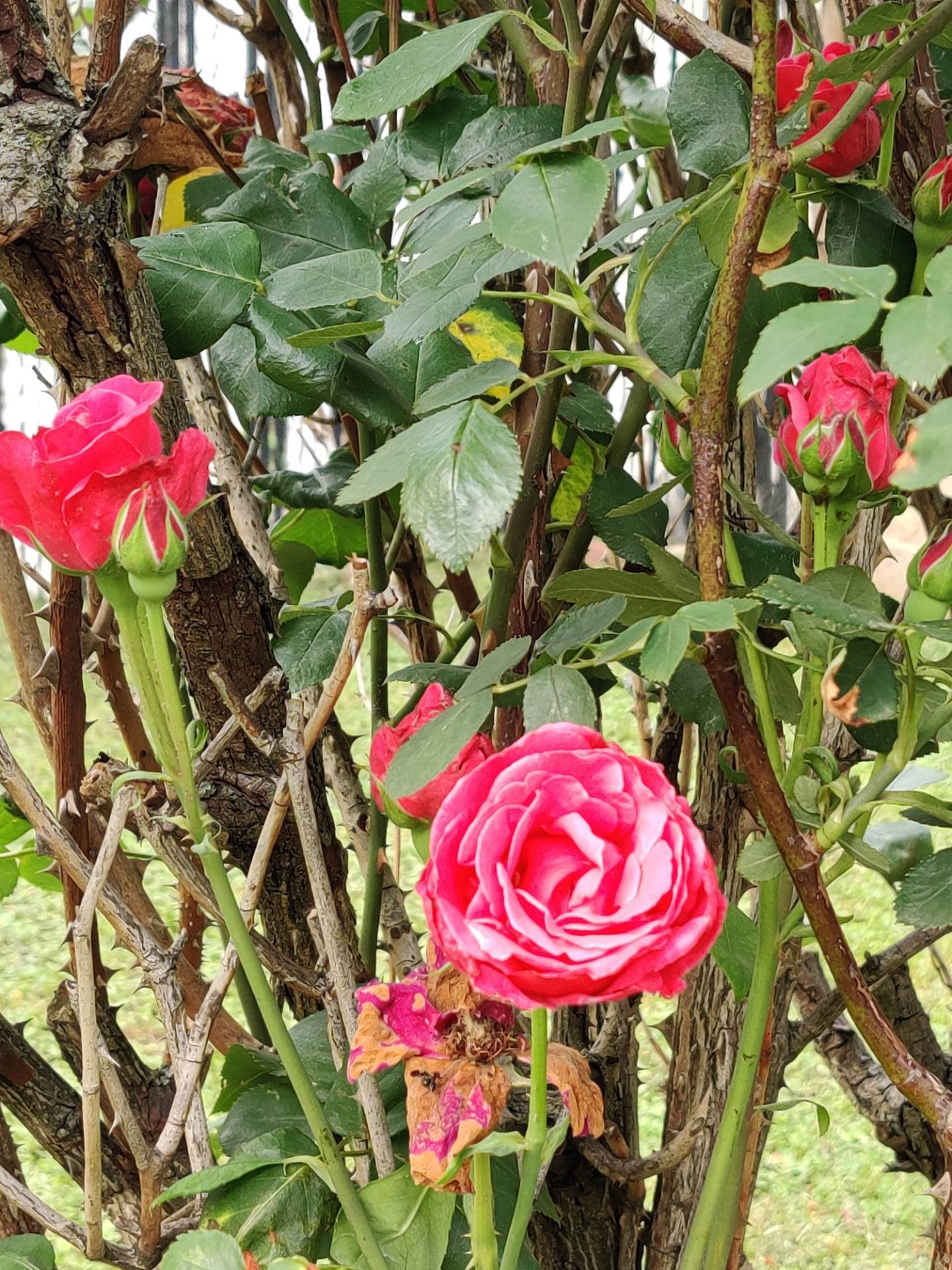 #16 photo, 599 East 2nd Street, #2, Kensington , NY 11218