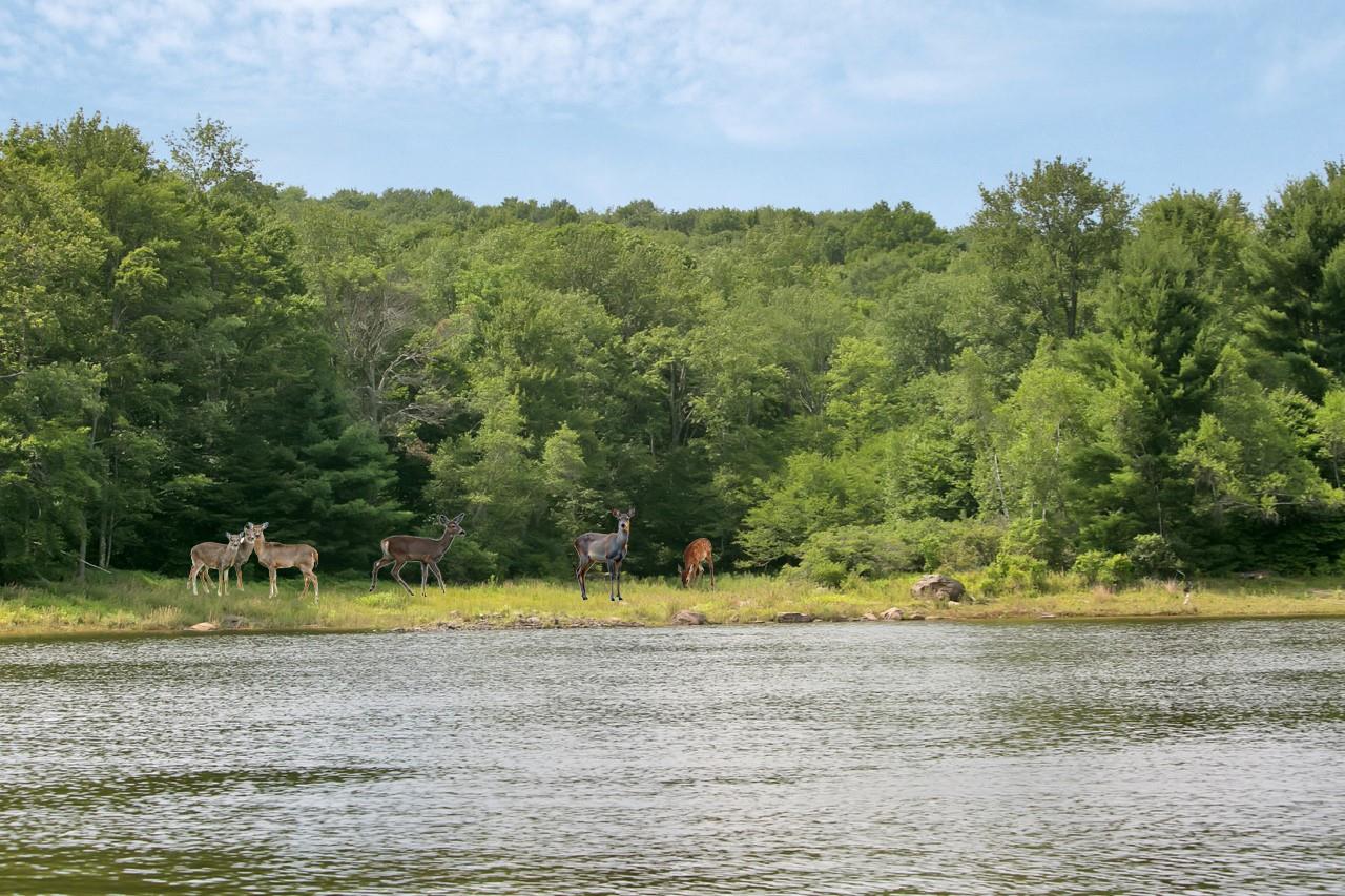 #16 photo, Whispering Woods Drive, Mongaup Valley , NY 12762