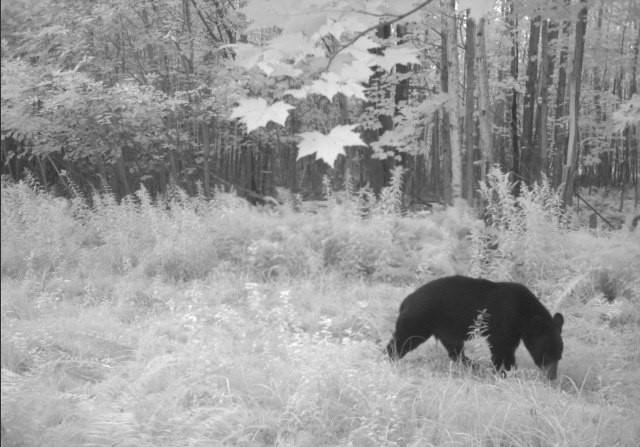 #21 photo, 110 Stone Road, Malone , NY 12953