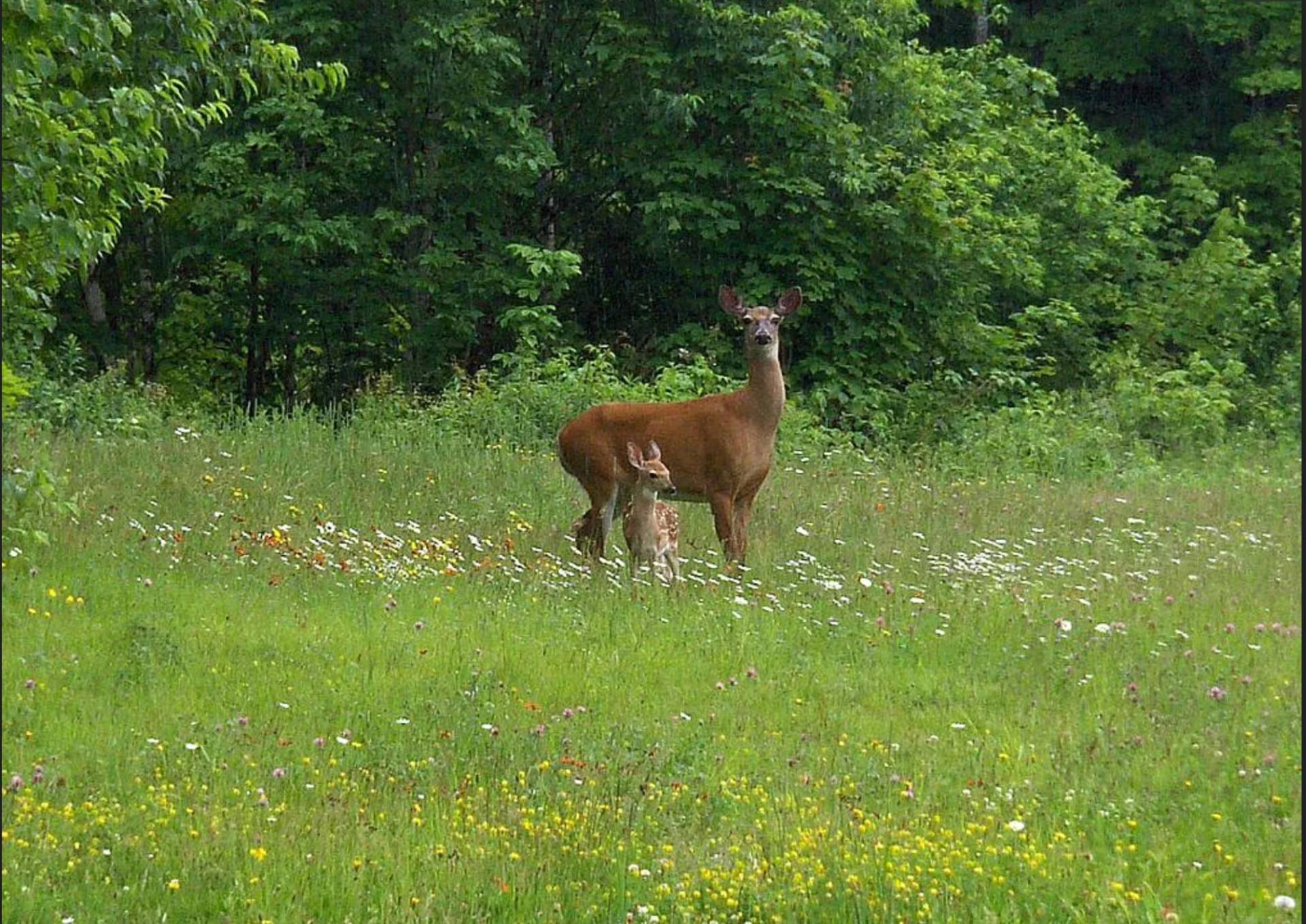 #22 photo, 110 Stone Road, Malone , NY 12953