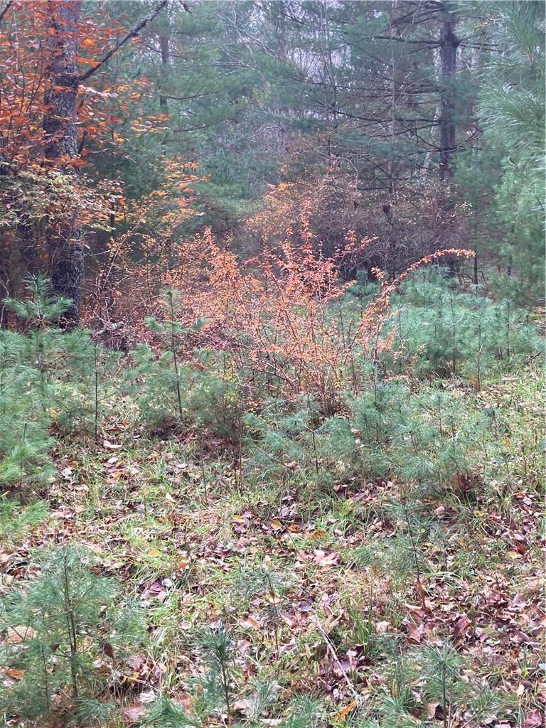 #16 photo, 140 Plank Road, Mongaup Valley , NY 12762