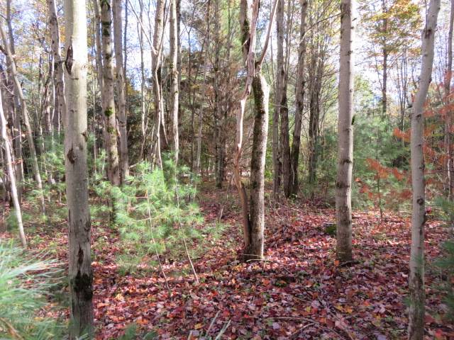 #5 photo, 0 N Croghan Rd, #3, Diana , NY 13665