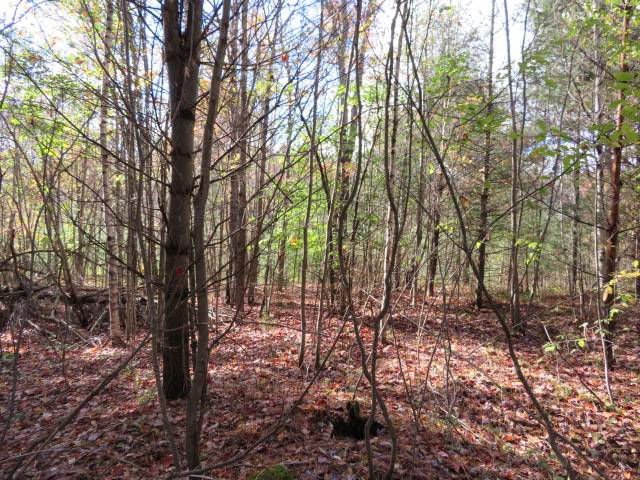 #6 photo, 0 N Croghan Rd, #3, Diana , NY 13665