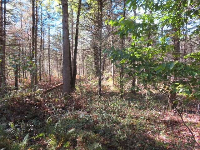 #3 photo, 0 N Croghan Rd, #1, Diana , NY 13665