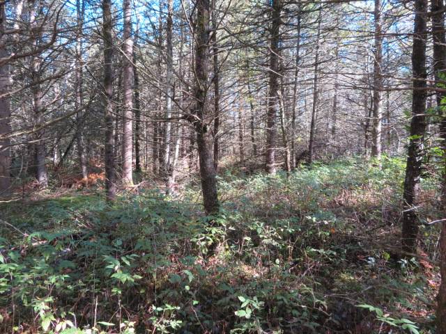 #4 photo, 0 N Croghan Rd, #1, Diana , NY 13665