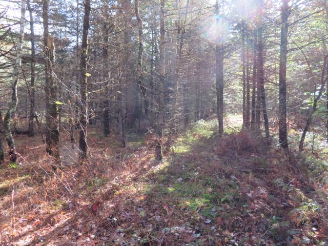 #5 photo, 0 N Croghan Rd, #1, Diana , NY 13665