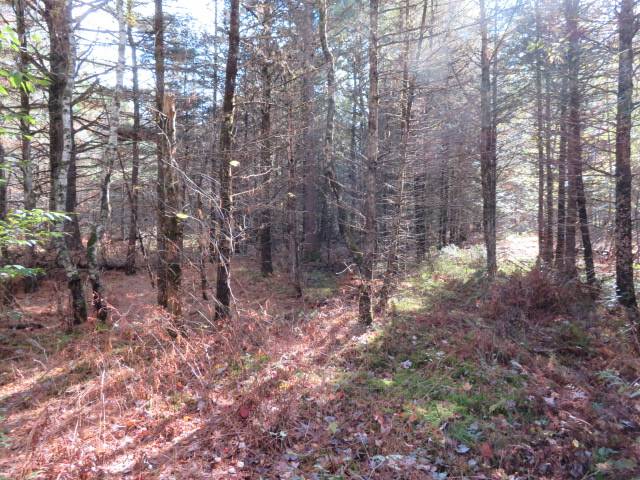 #6 photo, 0 N Croghan Rd, #1, Diana , NY 13665