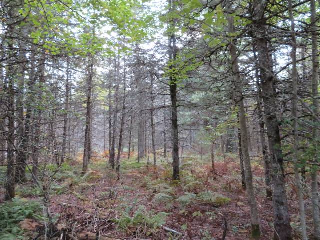 #8 photo, 0 N Croghan Rd, #1, Diana , NY 13665