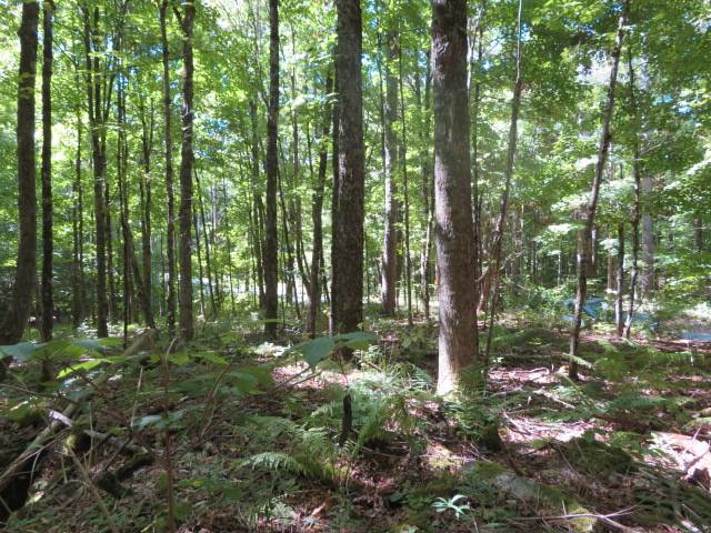 #5 photo, 0 Garrison Rd, #10, Pitcairn , NY 13648