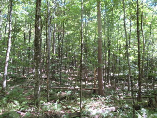 #6 photo, 0 Garrison Rd, #10, Pitcairn , NY 13648