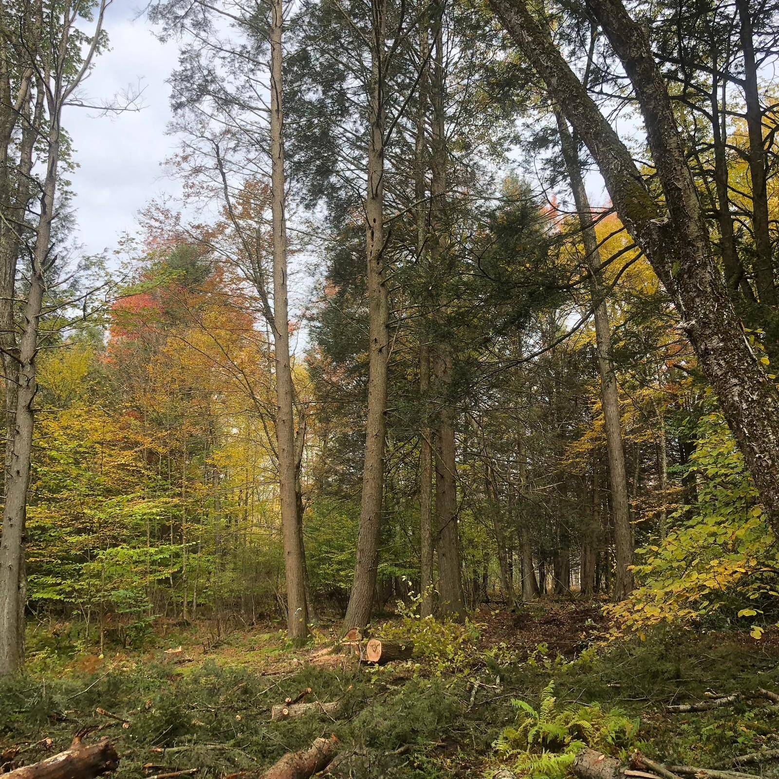 #4 photo, 126 Devany Road, Ferndale , NY 12734