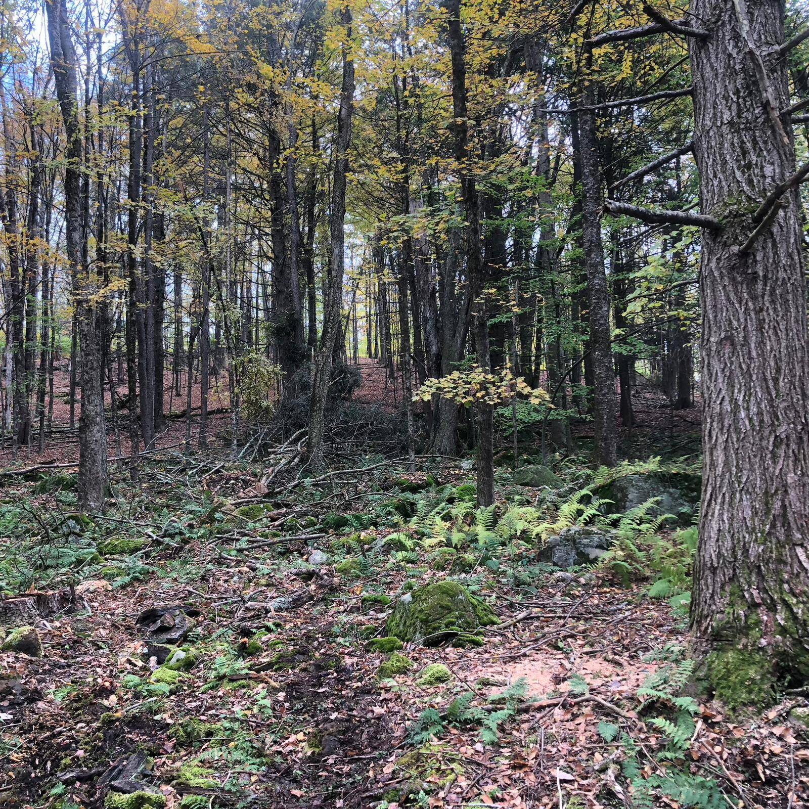 #6 photo, 126 Devany Road, Ferndale , NY 12734