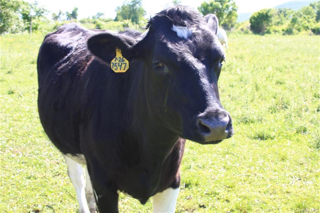 #9 photo, Yonderview Road, Hillsdale , NY 12529