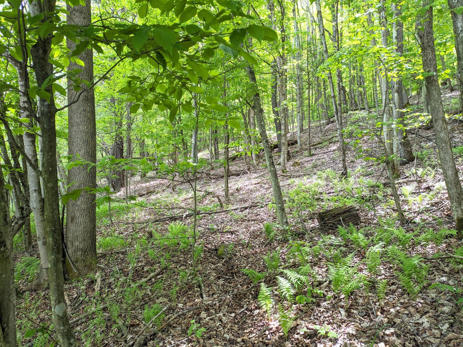 #2 photo, 3275   Launt Hollow Rd., Hamden NY , NY 13782