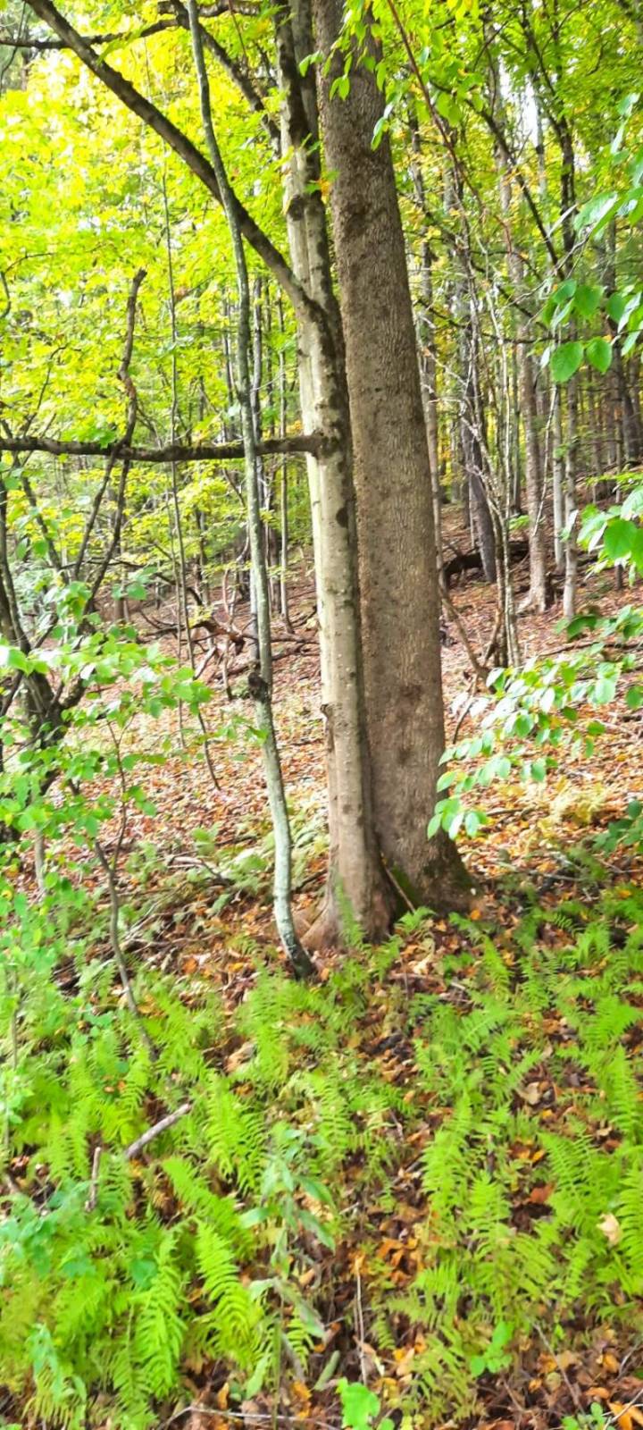 #5 photo, 3275   Launt Hollow Rd., Hamden NY , NY 13782