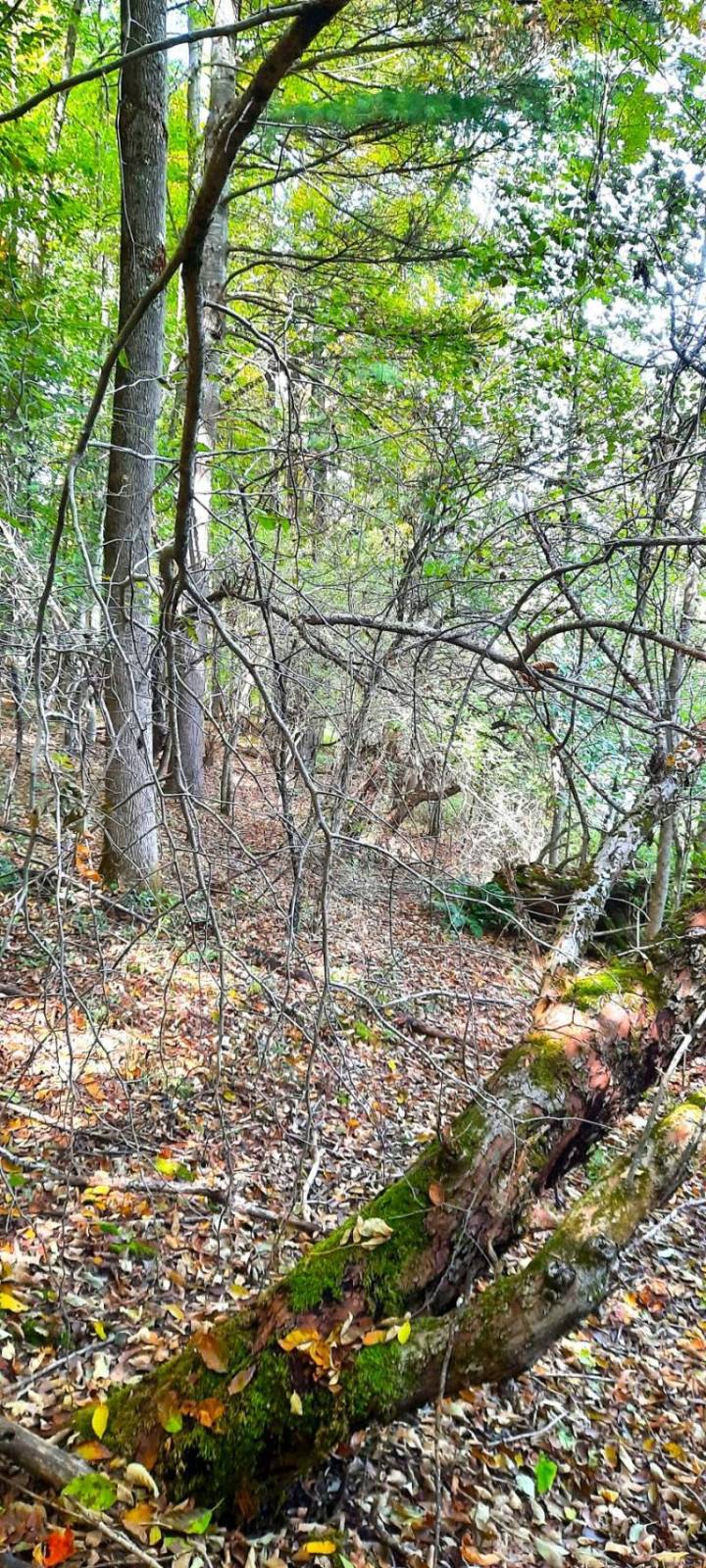 #8 photo, 3275   Launt Hollow Rd., Hamden NY , NY 13782