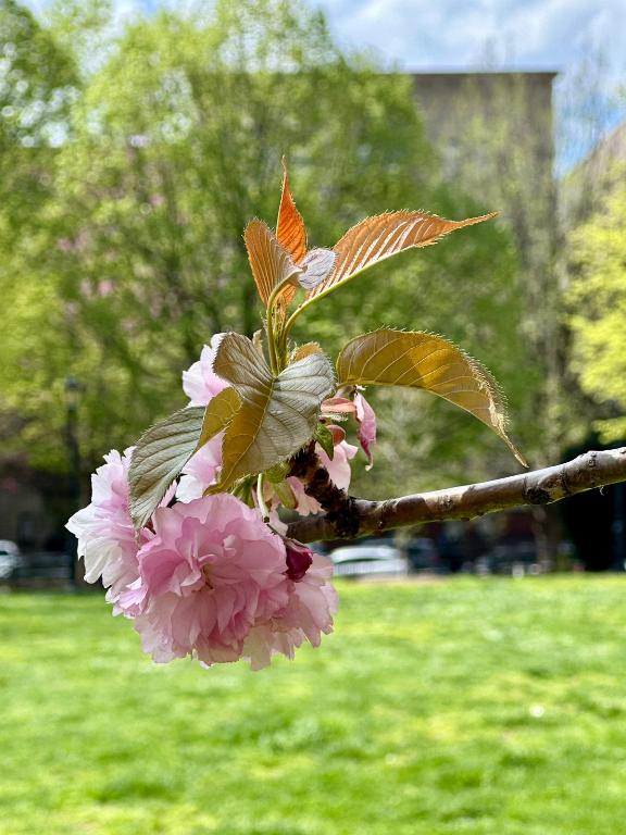 #8 photo, 299 E 161st Street, ブロンクス区 Concourse Village , NY 10451