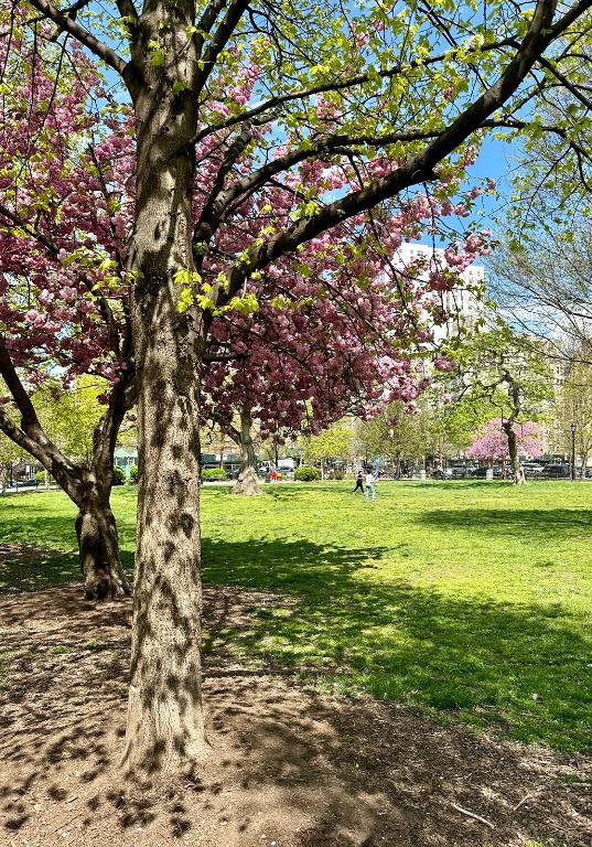 #9 photo, 299 E 161st Street, ブロンクス区 Concourse Village , NY 10451