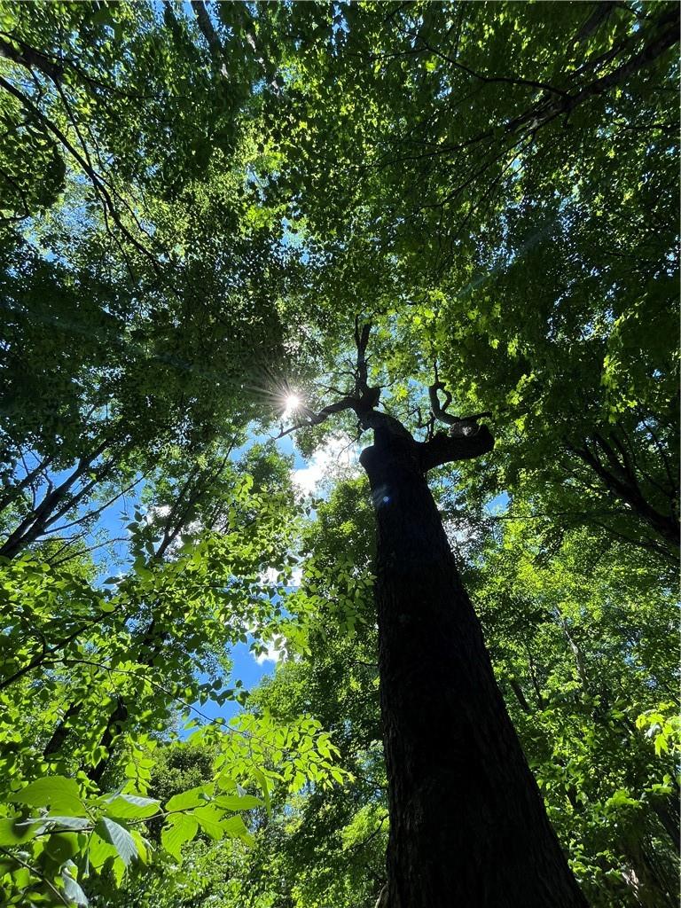 #16 photo, Dahlia LOT 2 Road, Livingston Manor , NY 12758