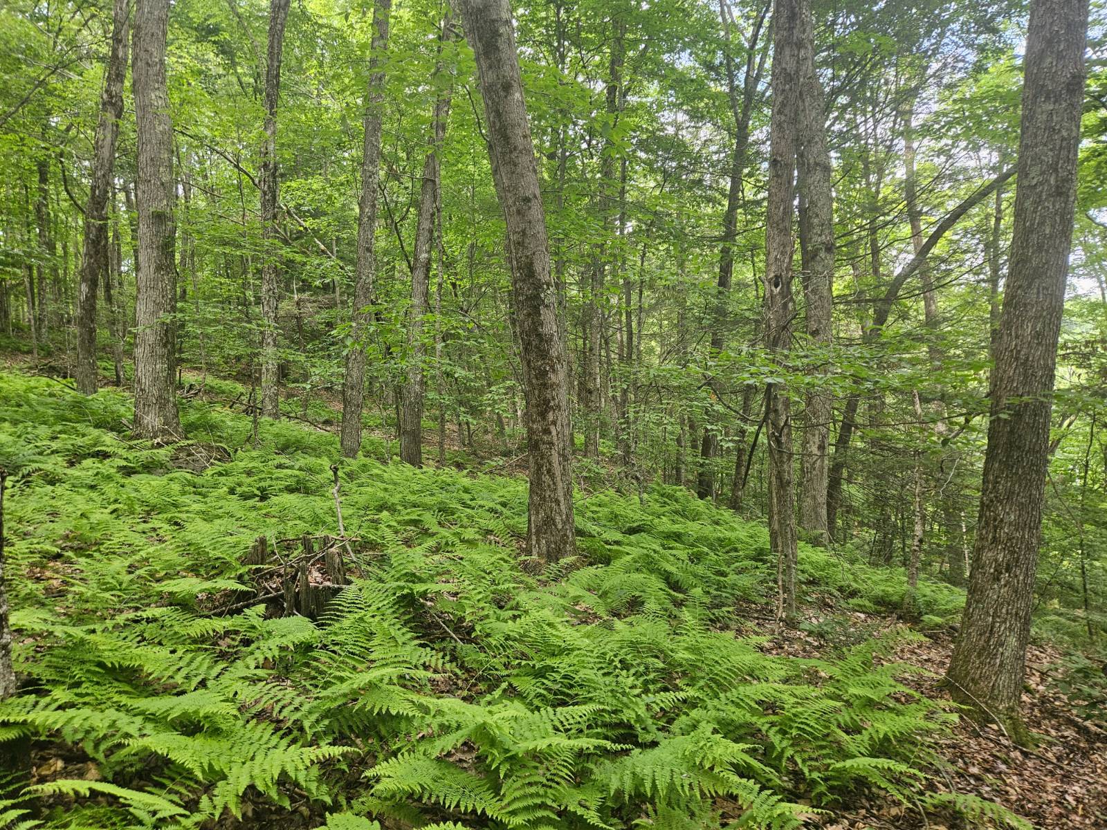 #3 photo, TBD Barley Road, Highmount , NY 12441