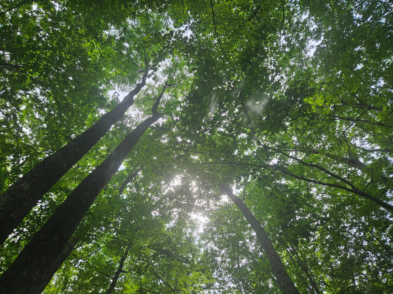 #5 photo, TBD Barley Road, Highmount , NY 12441