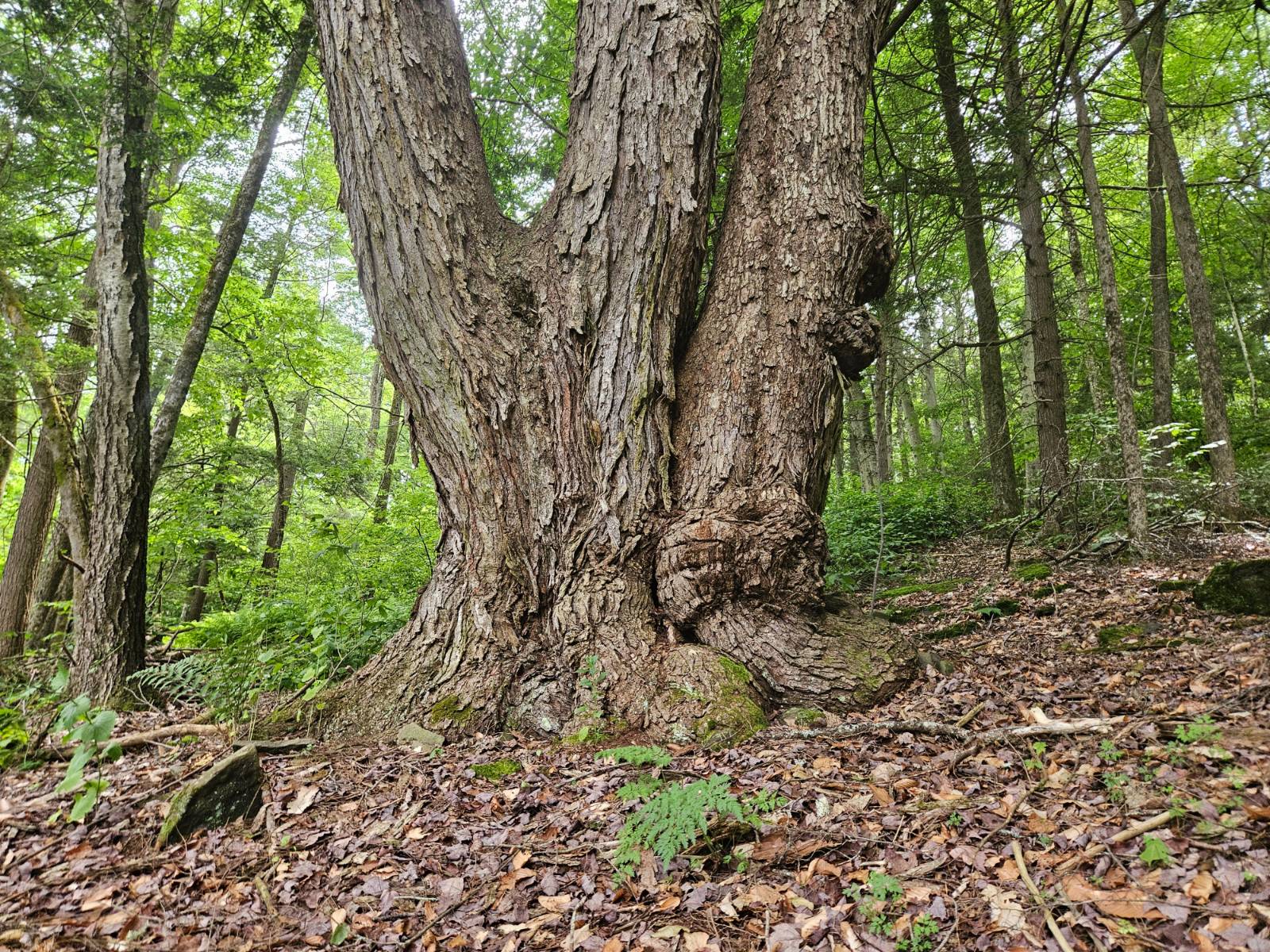 #7 photo, TBD Barley Road, Highmount , NY 12441