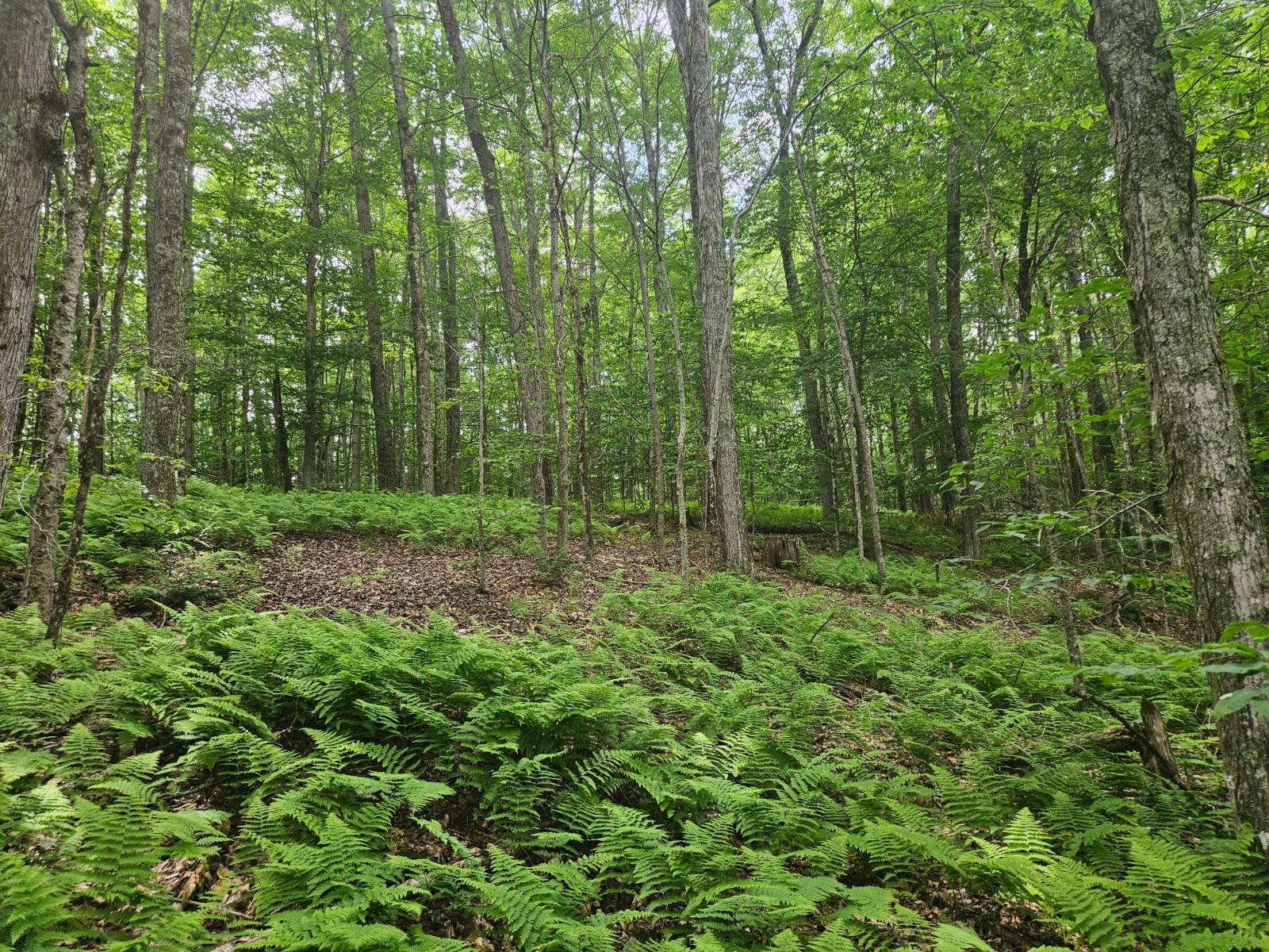 #9 photo, TBD Barley Road, Highmount , NY 12441