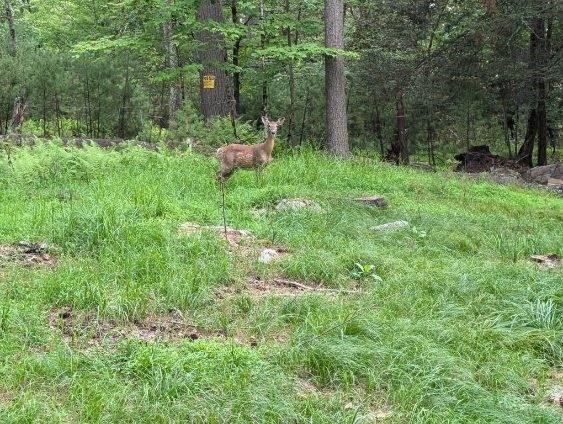 #12 photo, Eldred-Yulan Road, Call Listing Agent , NY 12792