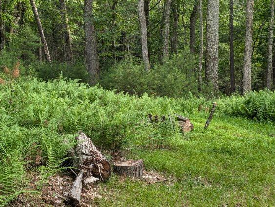 #4 photo, Eldred-Yulan Road, Call Listing Agent , NY 12792