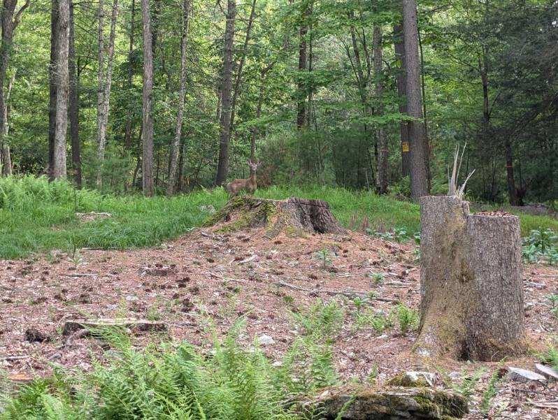 #8 photo, Eldred-Yulan Road, Call Listing Agent , NY 12792