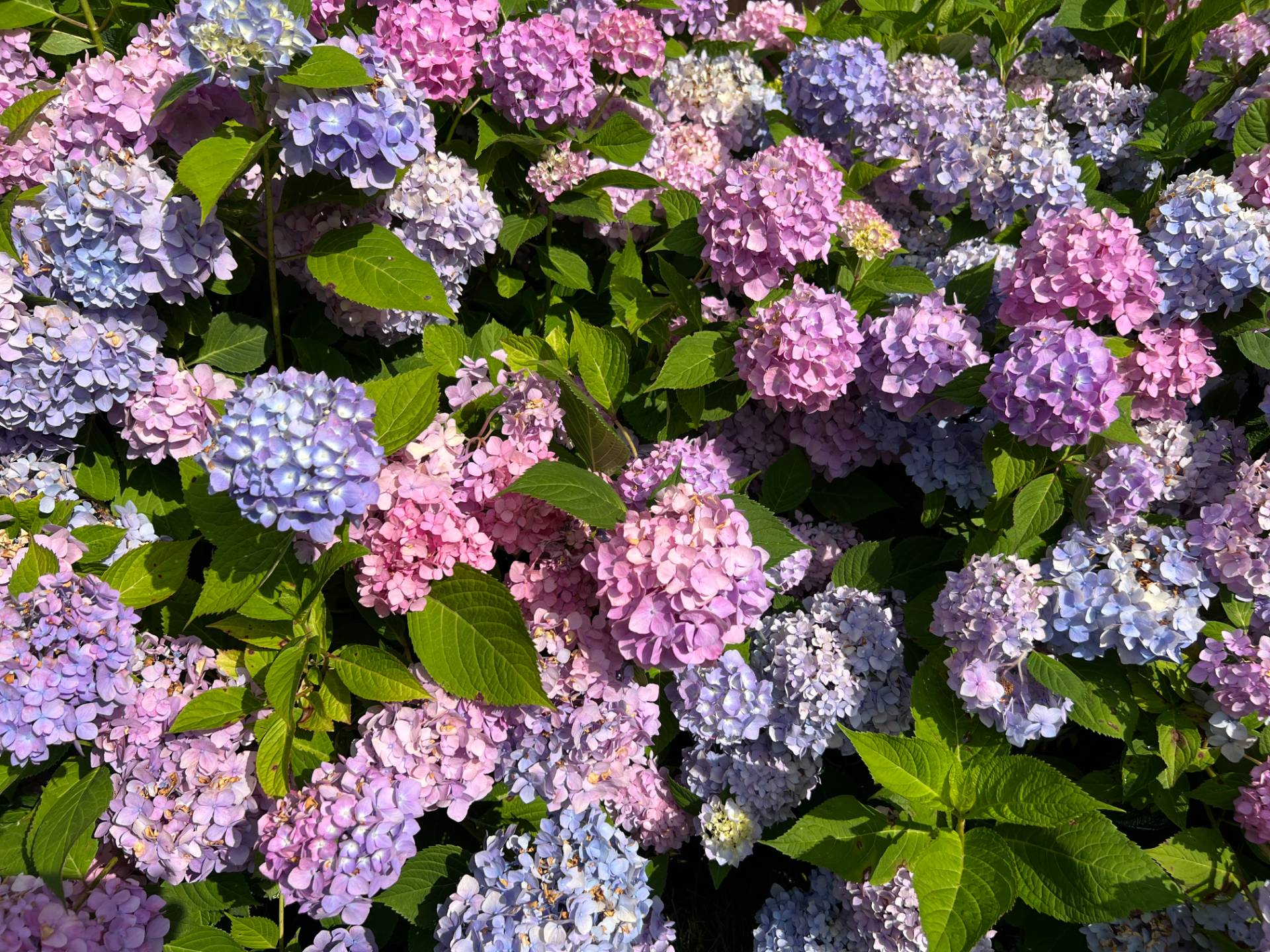 #40 photo, 89 Cobb Road, Water Mill , NY 11976