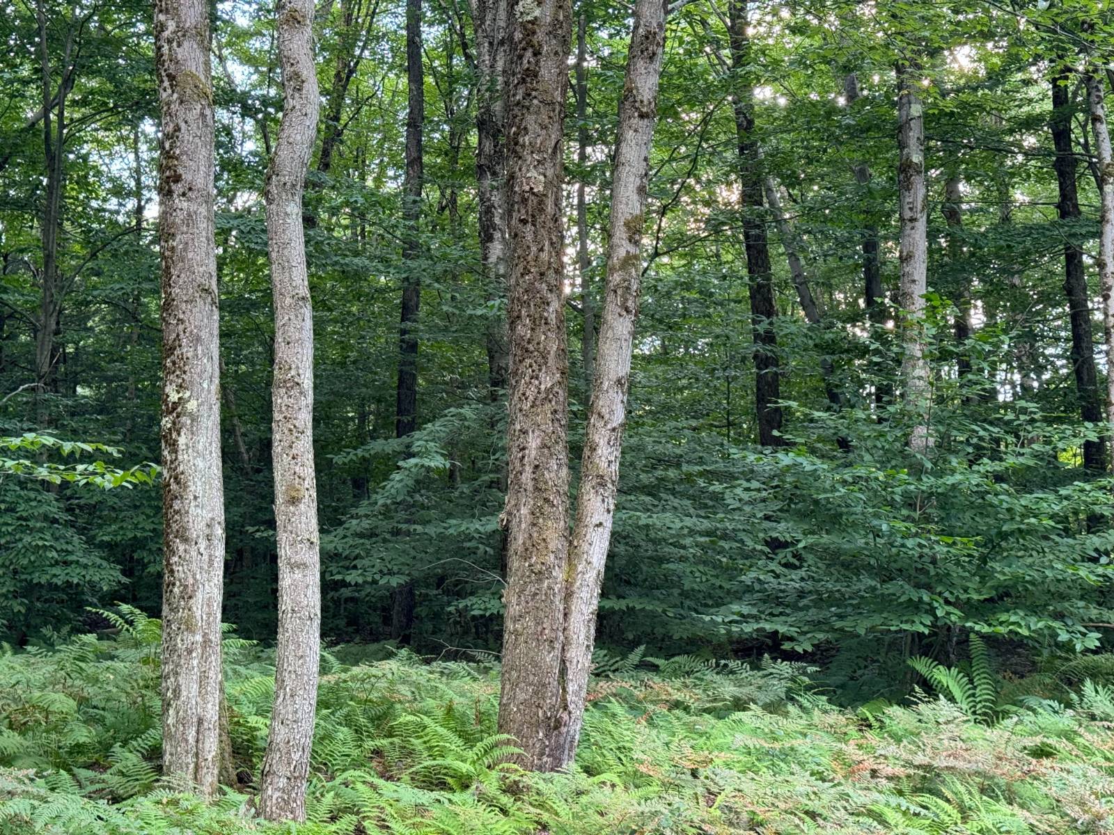 #10 photo, 00 LOST RIDGE SUBD, Camden , NY 13316