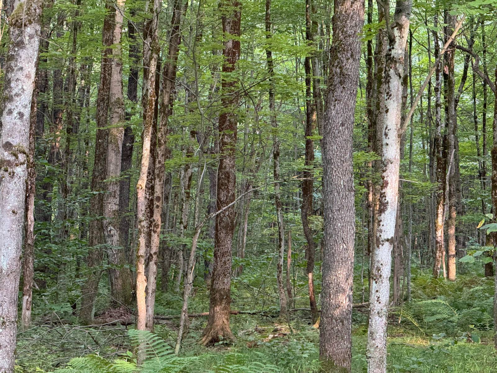 #3 photo, 00 LOST RIDGE SUBD, Camden , NY 13316