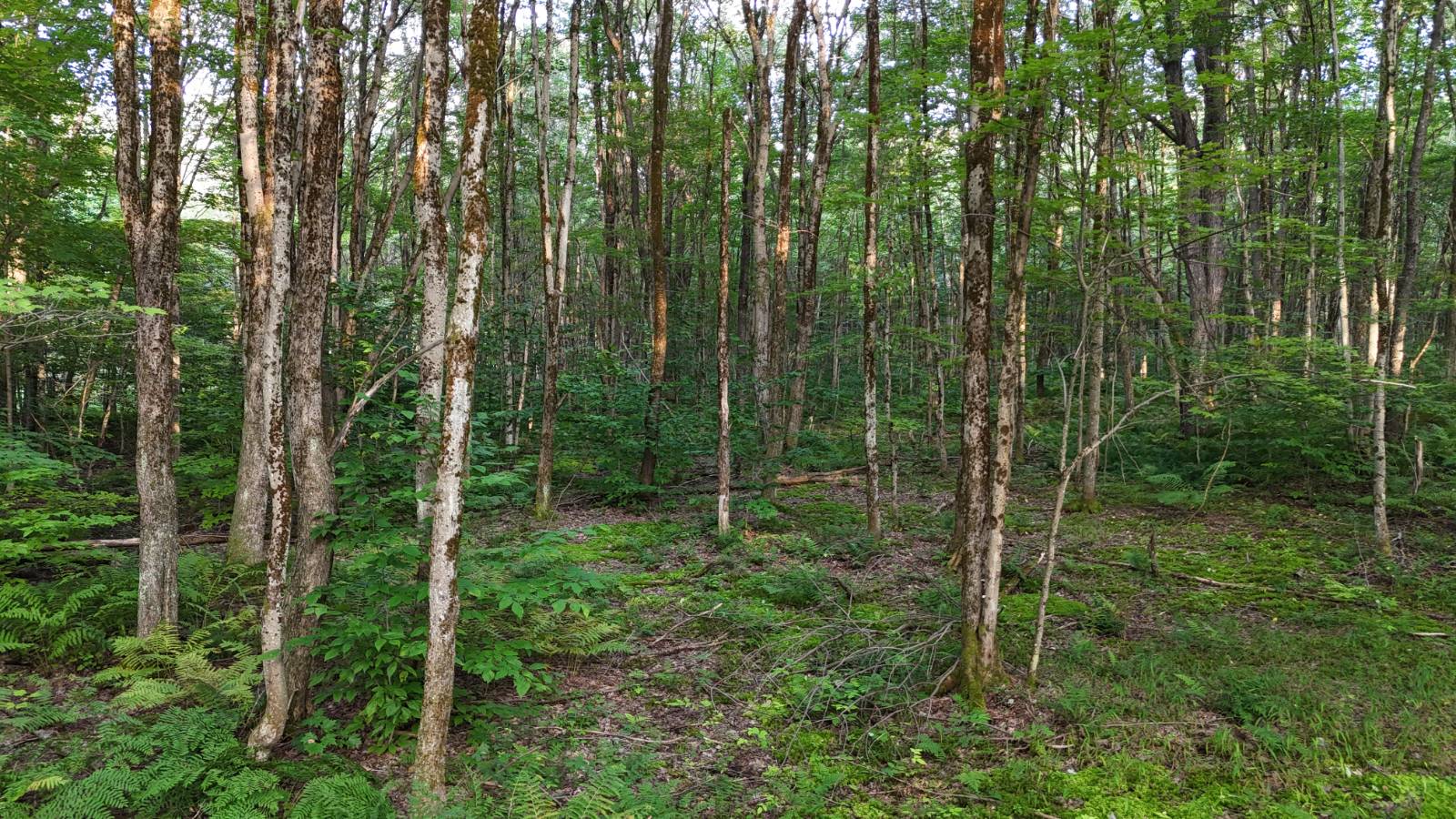 #37 photo, 00 LOST RIDGE SUBD, Camden , NY 13316