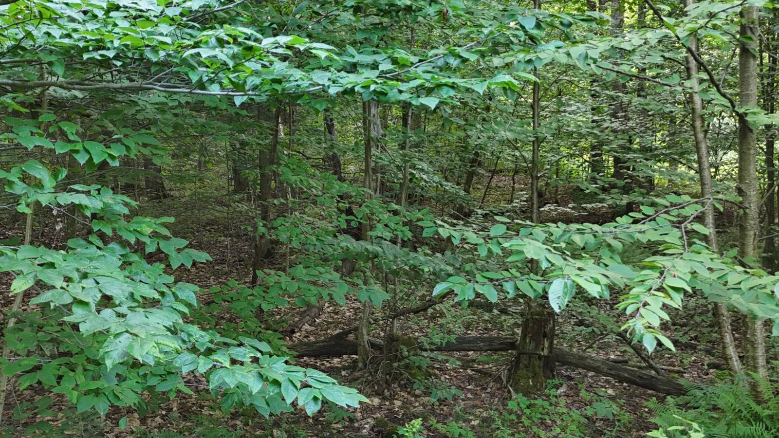 #42 photo, 00 LOST RIDGE SUBD, Camden , NY 13316