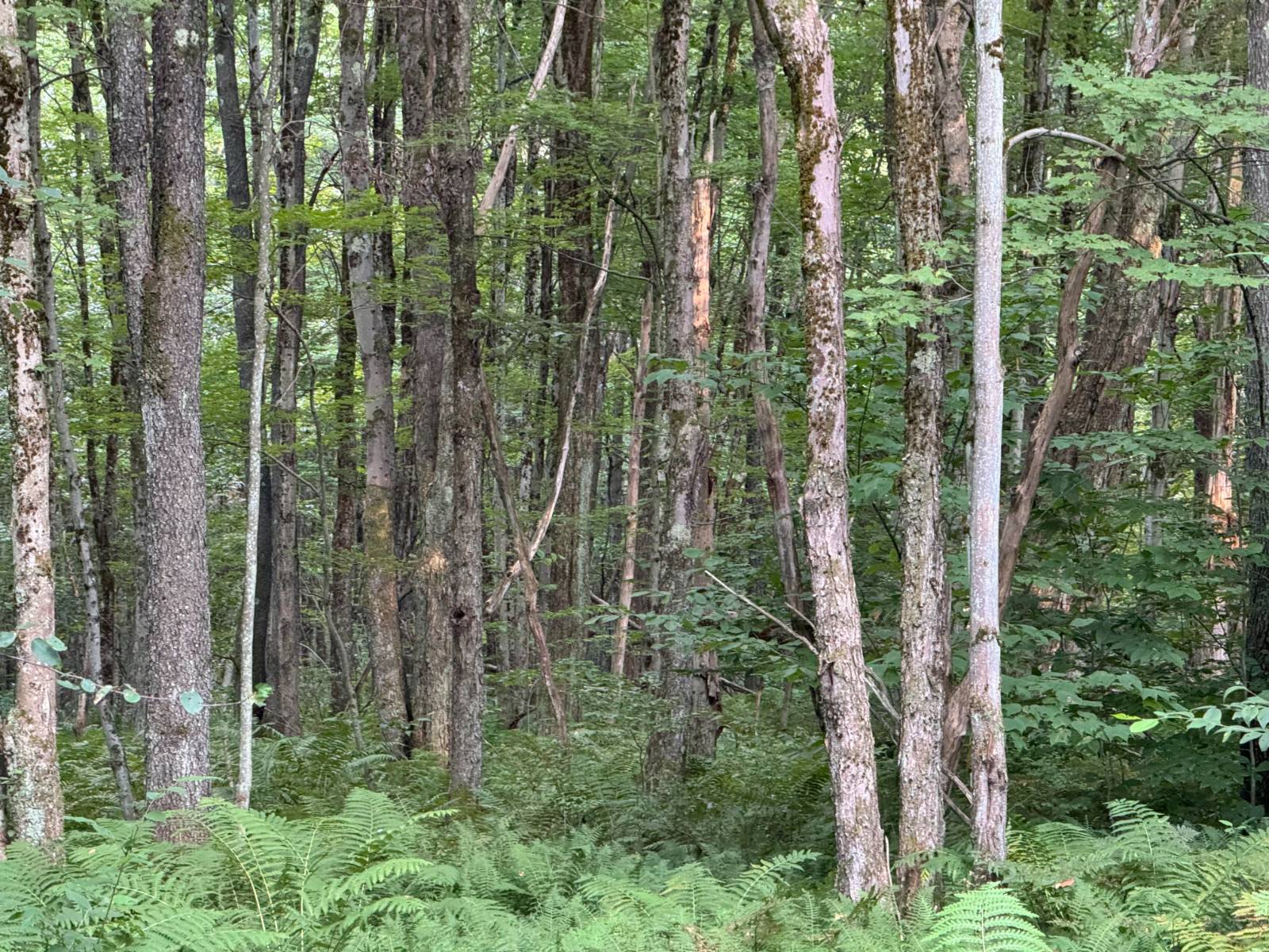 #7 photo, 00 LOST RIDGE SUBD, Camden , NY 13316