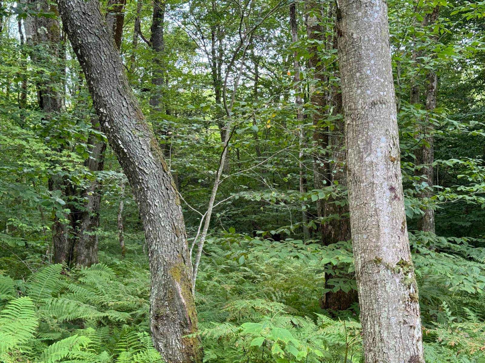 #9 photo, 00 LOST RIDGE SUBD, Camden , NY 13316