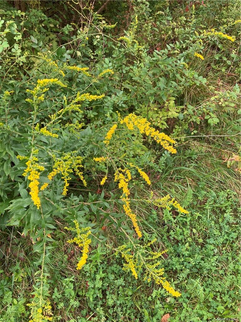 #6 photo, Logtown Road, Port Jervis , NY 12771