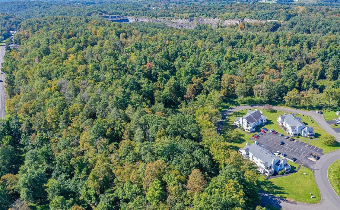 #6 photo, Tiger Maple, Saugerties , NY 12477