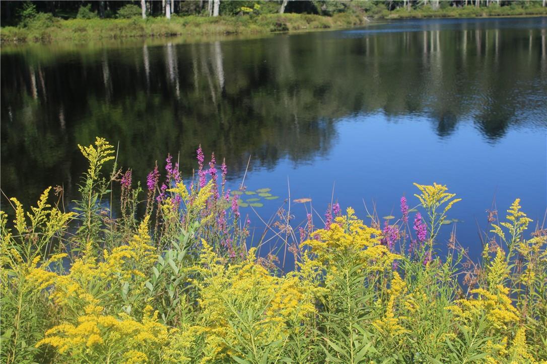 #5 photo, 17 Gold Dan, Swan Lake , NY 12783