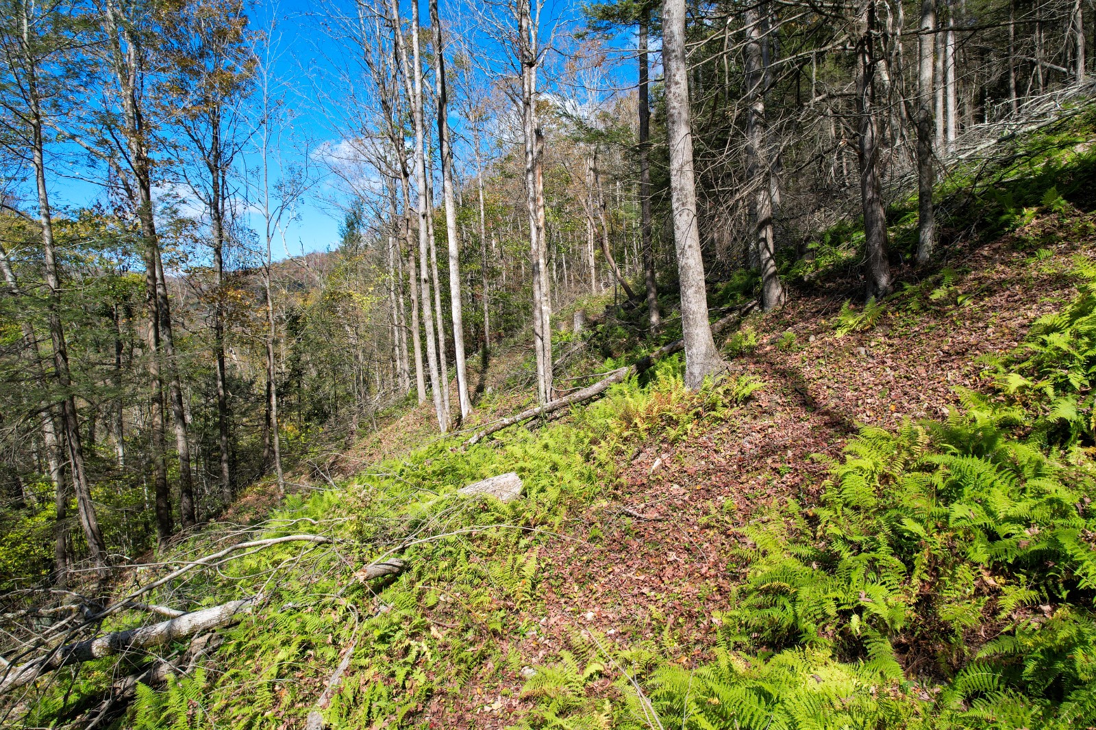 #8 photo, 14401-14485 CR-17, Hancock , NY 13783