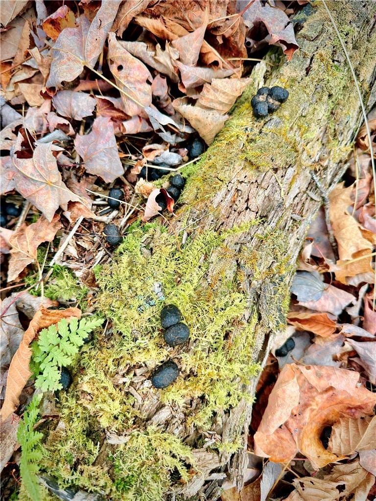 #10 photo, Petersen Road, Hancock , NY 13783