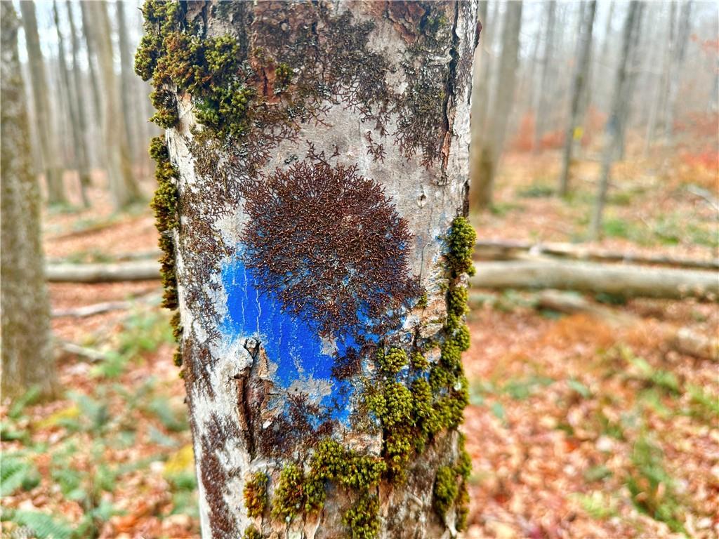 #6 photo, Petersen Road, Hancock , NY 13783