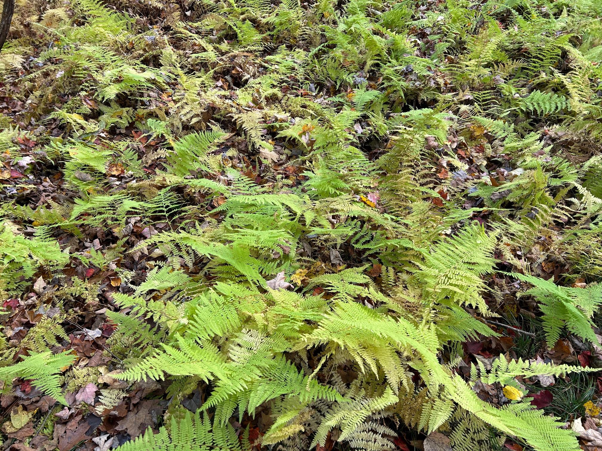 #9 photo, 4 West Hill Road, Austerlitz , NY 