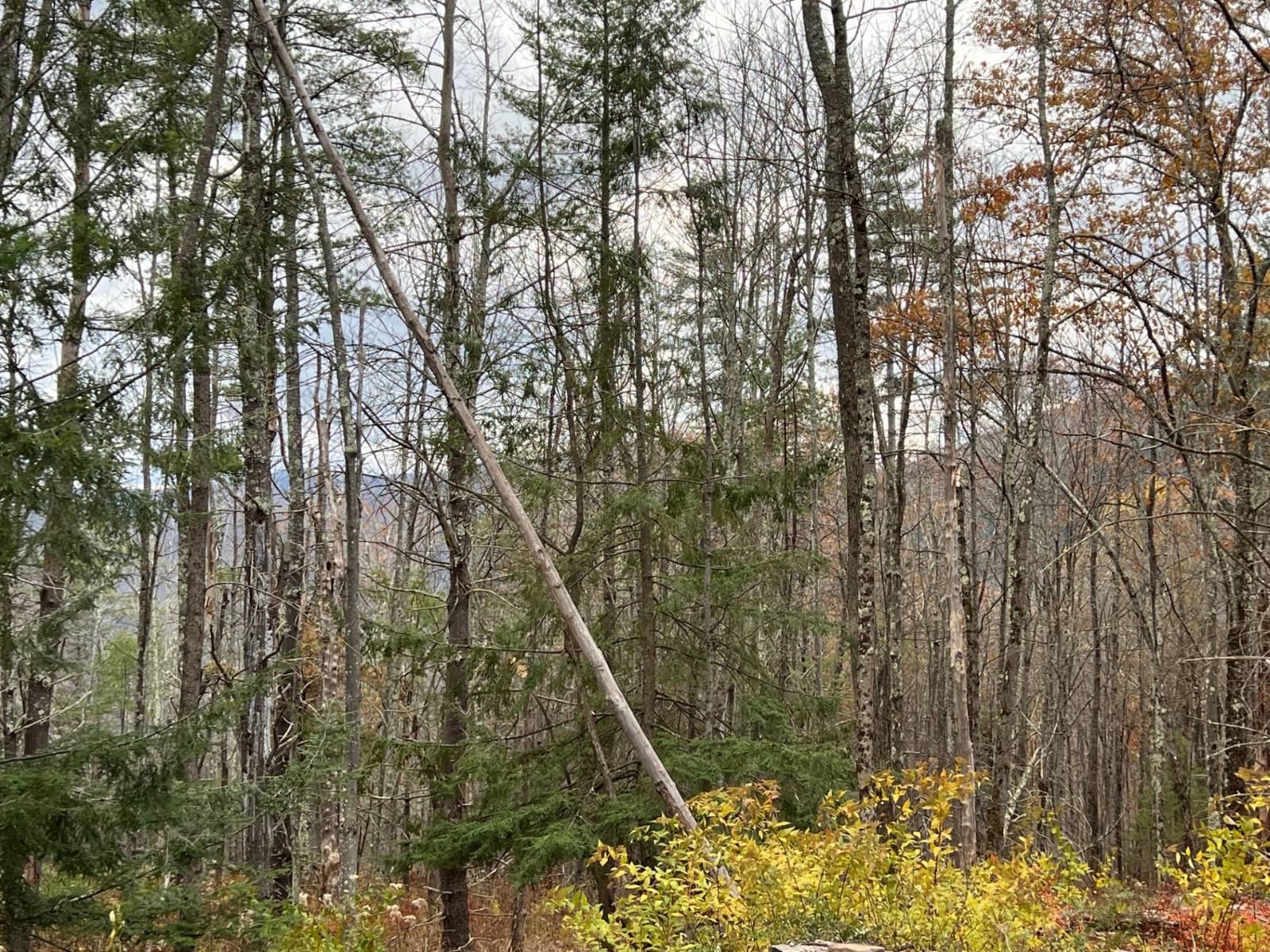 #12 photo, 98 Norwegian, Lexington , NY 12468