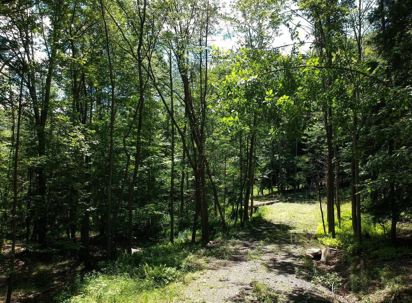 #7 photo, 98 Norwegian, Lexington , NY 12468