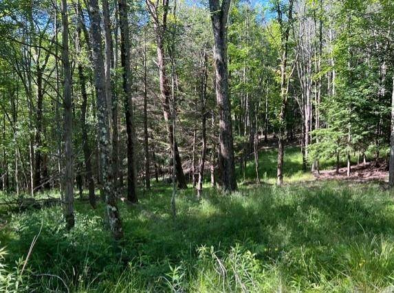 #8 photo, 98 Norwegian, Lexington , NY 12468