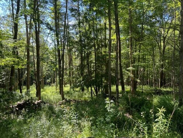 #9 photo, 98 Norwegian, Lexington , NY 12468